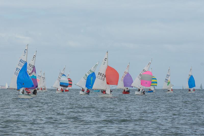 The International Cadet fleet participated in a Sprint Series on the Sunday - Lipton Cup Regatta - photo © Damian Paull