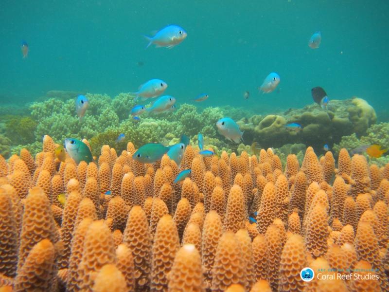 Chromis (damselfish) on Lizard Island photo copyright Jodie Rummer taken at  and featuring the Cruising Yacht class