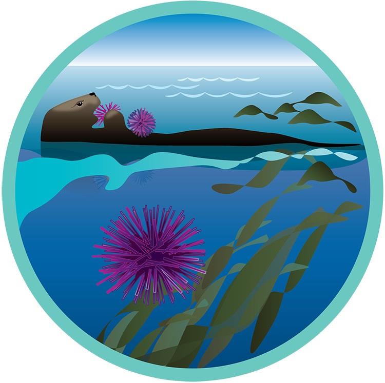 Sea otters eat bottom-dwelling invertebrates, such as sea urchins, which feed on seaweeds like kelp. When urchins are uncontrolled by predators they often become larger and more abundant, feeding on kelp until little remains - photo © NOAA Fisheries