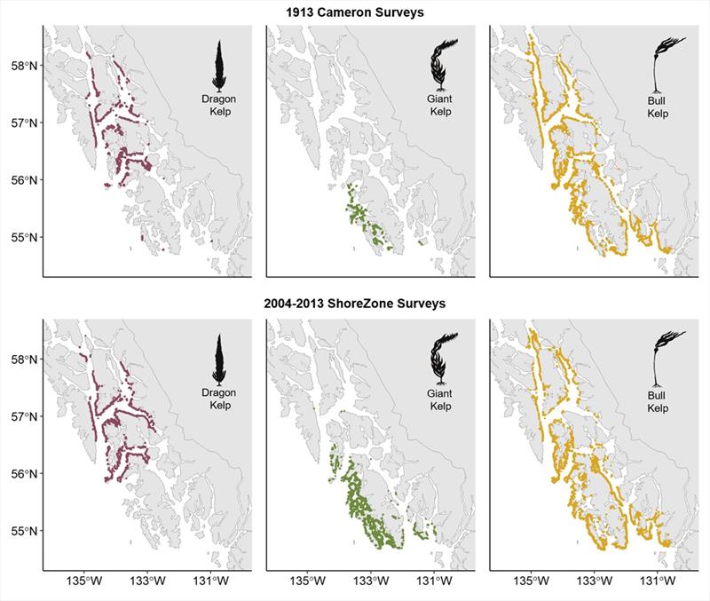 Kelp extent broken up by survey and species in Southeast Alaska. Cameron surveys in 1913 are shown in the top three panels; ShoreZone surveys in 2004-2013 are shown in the bottom three panels - photo © NOAA Fisheries