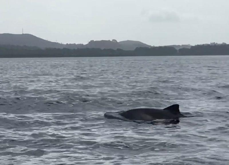 Dophin sighted during Harken One Design Regatta at Largs - photo © Liz Potter