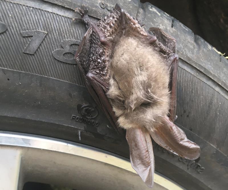 Sleeping bat on the car tyre - Dartmouth Regatta 2025 - photo © Liz Potter