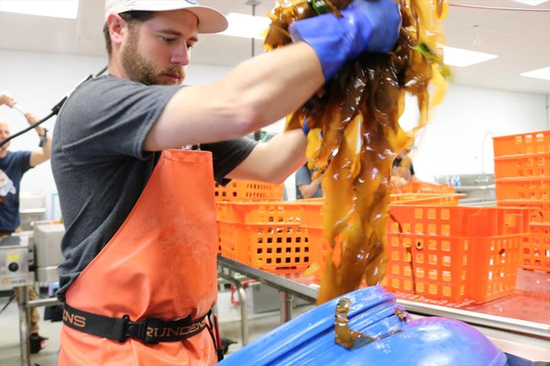 Fresh kelp headed to processing in New Haven, CT. - photo © NOAA Fisheries