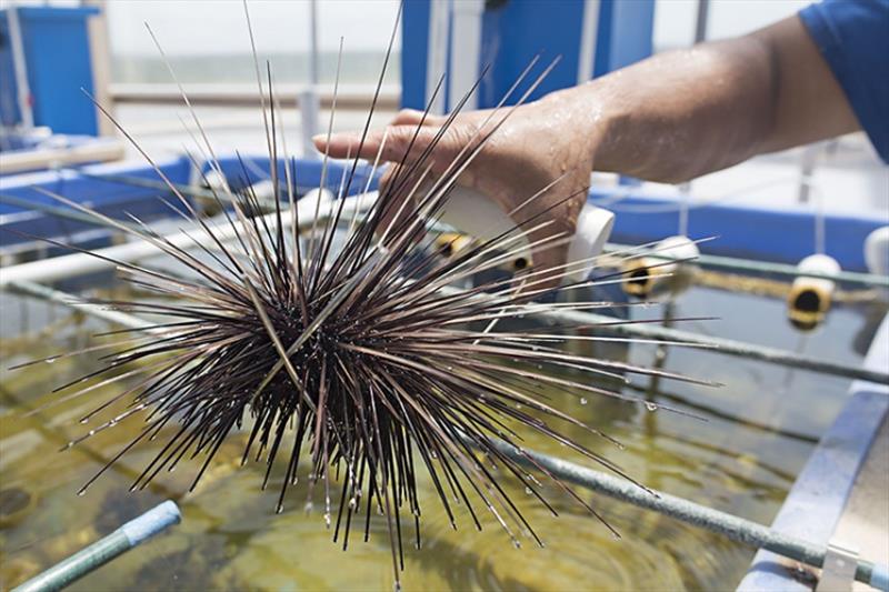 Wild-collected broodstock diadema urchin at University of Florida Sea Urchin lab at The Florida Aquarium's Center for Conservation. - photo © Josh Patterson