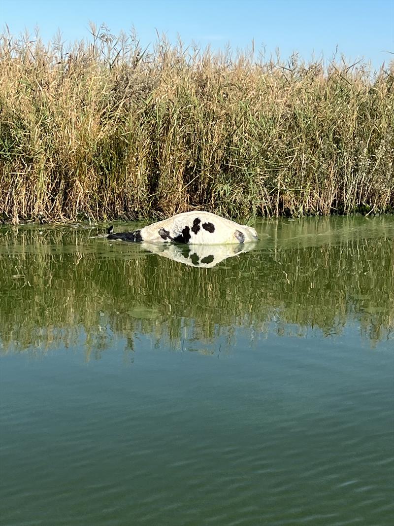 VRFish condemns response to Curdies River fish and cattle deaths photo copyright VRFish taken at  and featuring the Environment class