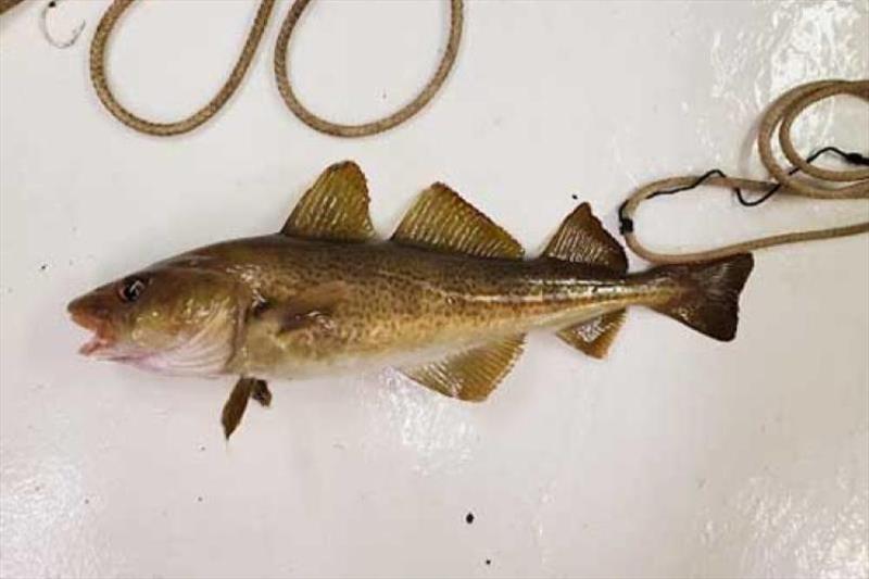 One of the Atlantic cod captured on the longline survey after being removed from the surrounding fishing gear. photo copyright NOAA Fisheries / Dave McElroy taken at  and featuring the Environment class