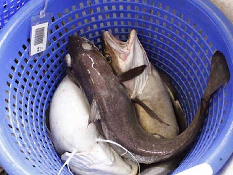 Three white hake sorted into a basket before they are weighed and worked up by scientists. photo copyright NOAA Fisheries / Jack Wilson taken at  and featuring the Environment class