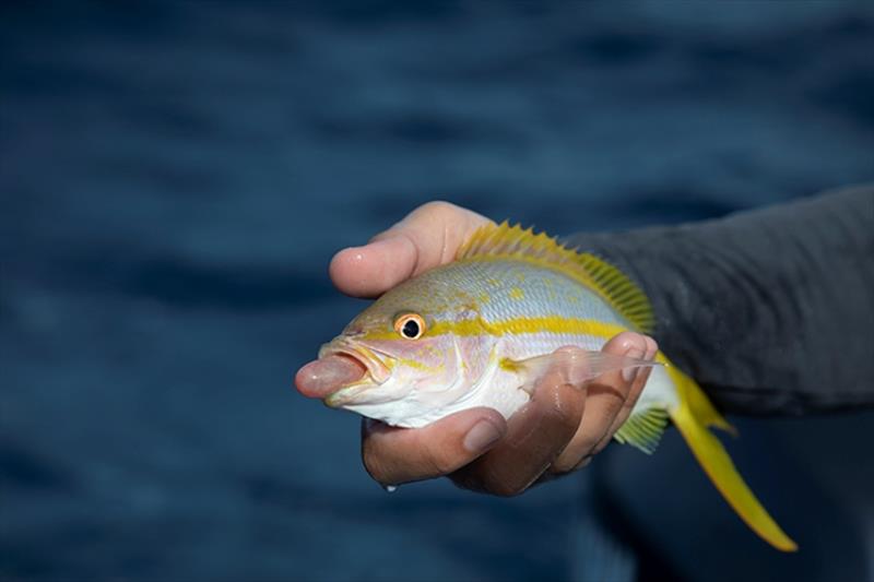 Barotrauma is a pressure-related injury that occurs when fish are reeled up from depth. Gases expand in the body cavity of fish displacing organs and leaving fish bloated and unable to return to depth. - photo © Brenton Roberts / Florida Sportsman