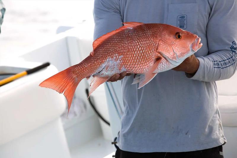 A guide to fishing in the Gulf of Mexico - photo © Mustad Fishing