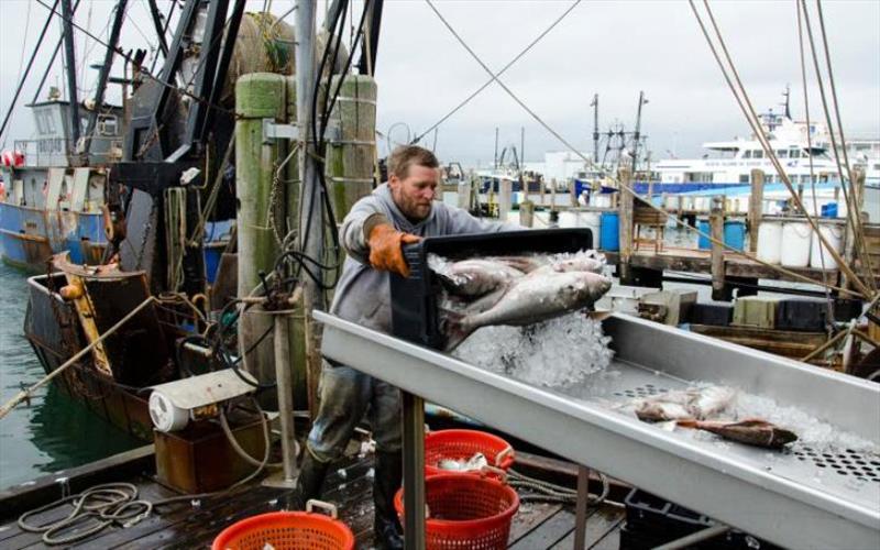 Fisherman offloading catch at dock. - photo © NOAA Fisheries