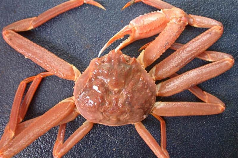 Tanner crab—a favorite prey species for Pacific cod. - photo © NOAA Fisheries
