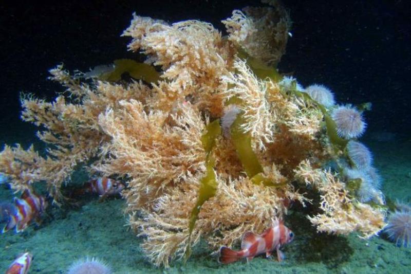 Alaska's Deep-Sea Corals photo copyright NOAA Fisheries taken at  and featuring the Environment class