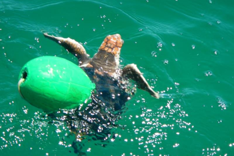 A juvenile loggerhead sea turtle is returned to the surface after testing out a TED. - photo © NOAA Fisheries / NMFS Permit No. 20339-03