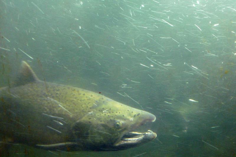 Snake River fall Chinook salmon spawn in the mainstem of the Snake River. The numbers of the threatened species have rebounded from low numbers. - photo © NOAA Fisheries