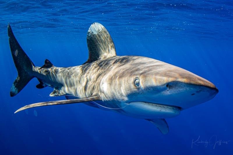 Male oceanic whitetip shark photographed off Oahu with monofilament trailing gear out of the right side of its mouth. - photo © Kimberly Jeffries