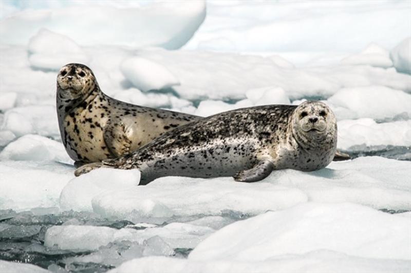Harbor seals - photo © NOAA Fisheries