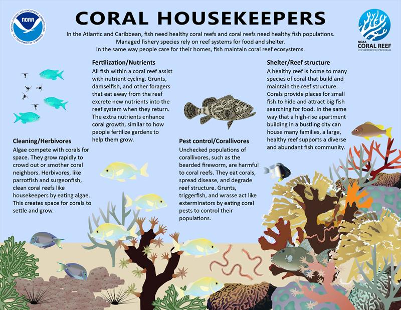 This infographic describes how fish affect coral reef ecosystems - photo © Madison Gard, Hollings Scholar and Tauna Rankin, NOAA CRCP Fisheries Lead