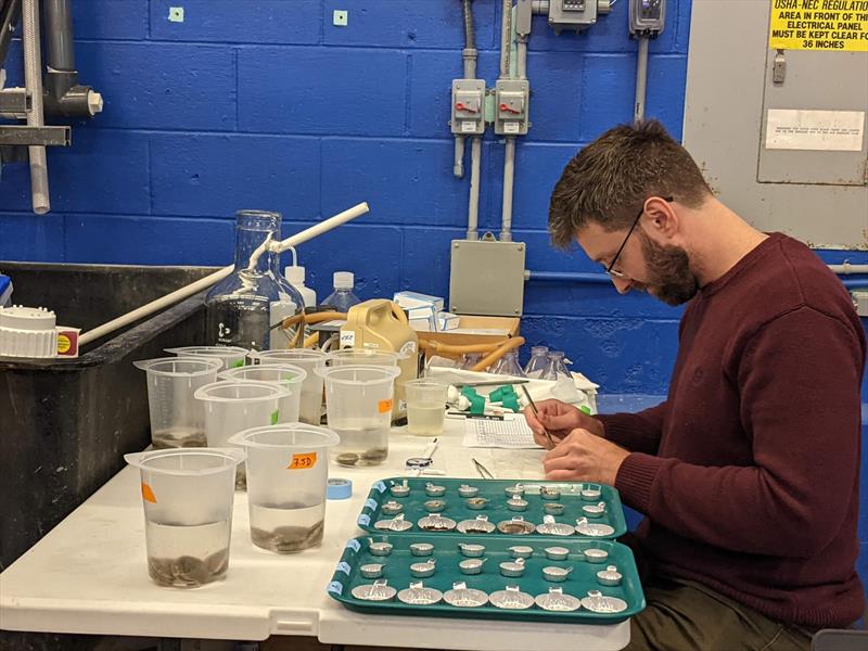 Postdoctoral researcher Sam Gurr dissects bay scallops raised under different ocean acidification conditions - photo © NOAA Fisheries