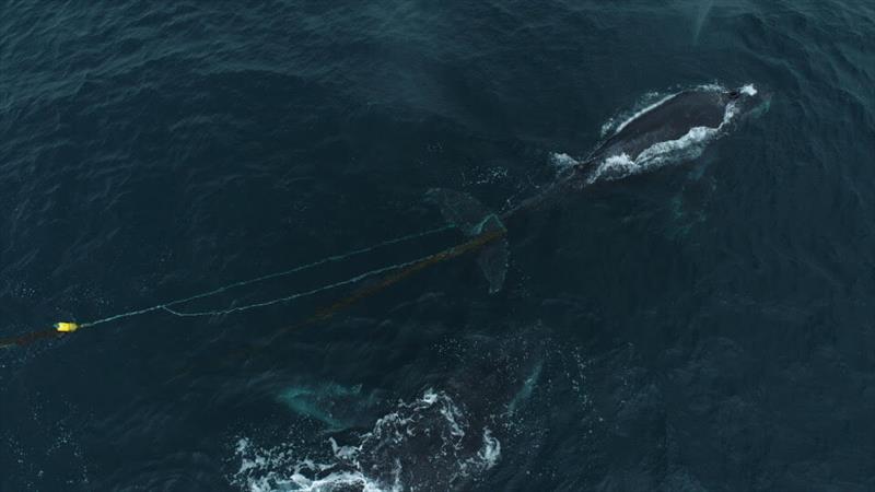 Aerial footage shows an entangled humpback whale trailing line and a single unmarked yellow buoy. Buoy and/or line marking is critical to identifying the origin of the entangling gear - photo © Newport Coastal Adventure