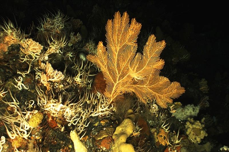 Coral, sponge, brittle stars, and other invertebrates in an Aleutian Islands coral garden - photo © NOAA Fisheries