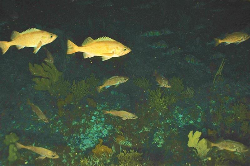 Rockfish and Atka mackerel in Alaska deep sea coral and sponge habitat - photo © NOAA Fisheries