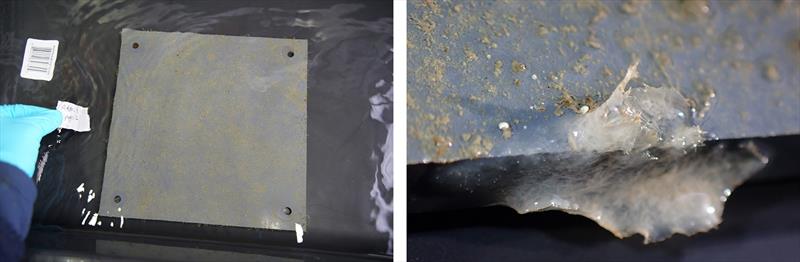 Left: Freshly retrieved ARMS plate that had been deployed for one year, ready to examine for young coral and sponge settlement. Right: A young sponge growing on an ARMS plate - photo © Lara Maleen Beckmann / University of Gothenburg