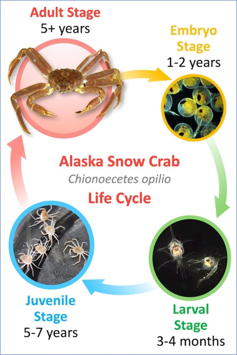 Alaska snow crab life stages - photo © NOAA Fisheries