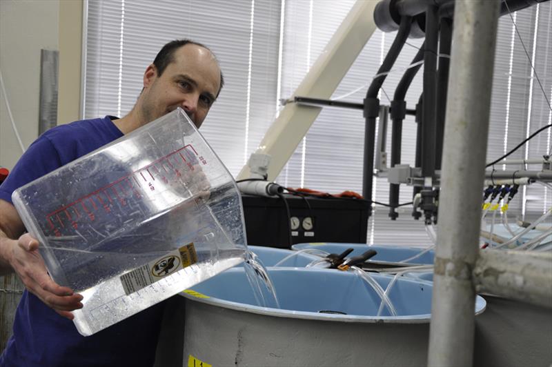 NOAA Fisheries biologist Chris Long stocks snow crab larvae in a tank for rearing at the Alaska Fisheries Science Center Kodiak laboratory - photo © NOAA Fisheries / Leah Zacher