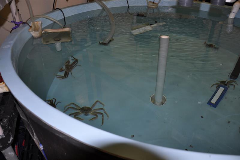 Adult snow crabs during ocean acidification experiments at Kodiak Laboratory - photo © NOAA Fisheries / Chris Long