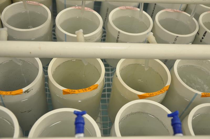 Snow crab larvae in experimental tanks at Kodiak Laboratory - photo © NOAA Fisheries / Chris Long