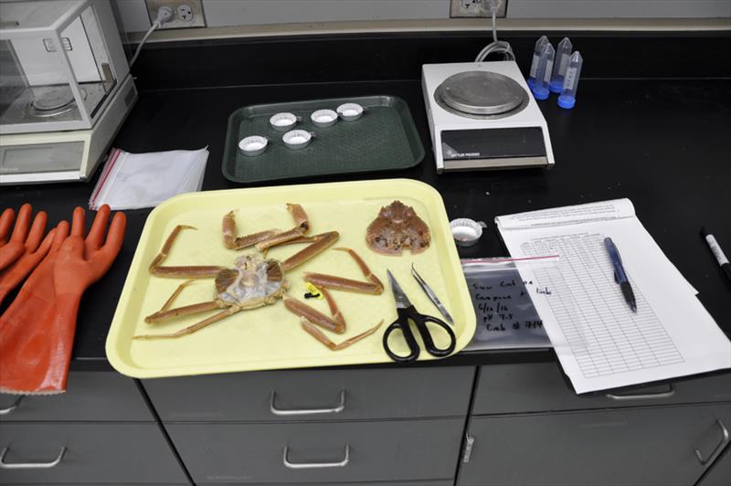 Dissecting the exoskeleton of adult snow crab prior to analysis for damage from elevated acidity - photo © NOAA Fisheries / Chris Long