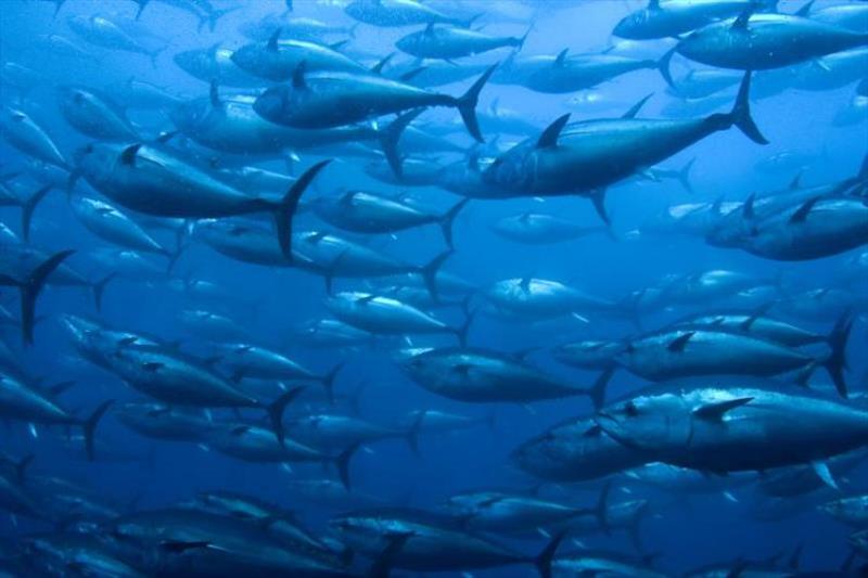 School of bluefin tuna - photo © iStock