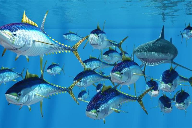 Yellowfin tuna swimming away from a shark - photo © iStock