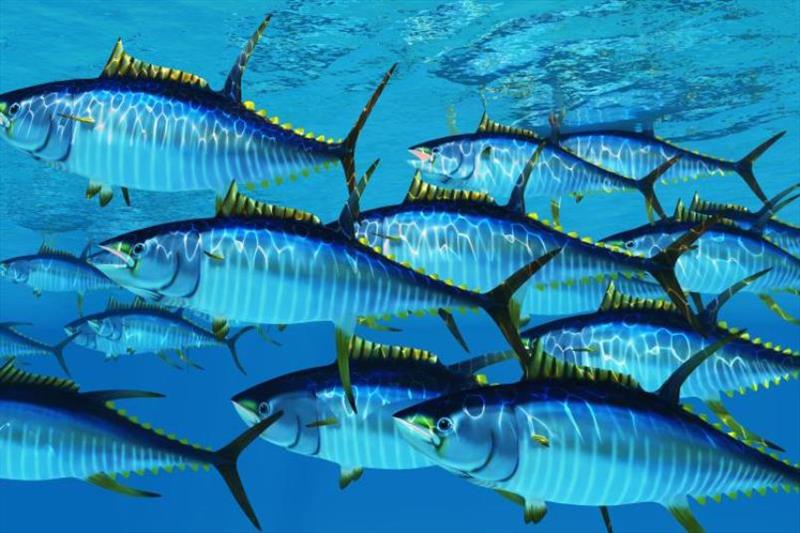 School of tuna - photo © iStock