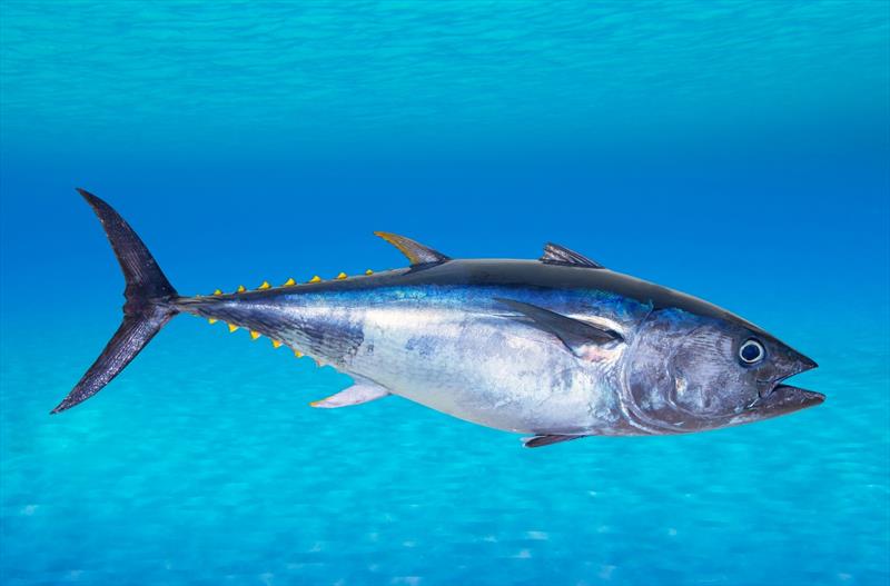 Bluefin tuna - photo © iStock