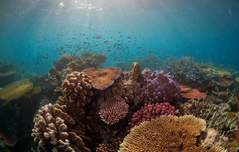 Major mile-zone achieved - 20 years of targeted Great Barrier Reef ...
