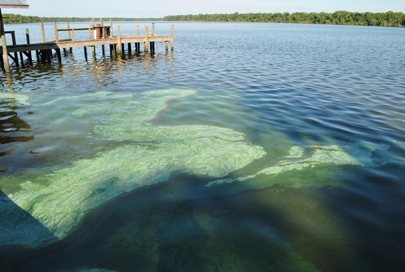 Blue green algae - St Johns River - photo © Mote Marine Laboratory & Aquarium