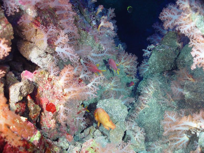 Corals and fish at Mariana Trench - photo © NOAA Fisheries