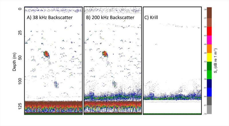 Echograms from the uncrewed surface vehicle survey demonstrating how scientists identify krill acoustically. Krill have relatively weak acoustic scattering at 38 kHz (A) and relatively strong acoustic scattering at 200 kHz (B) - photo © NOAA Fisheries