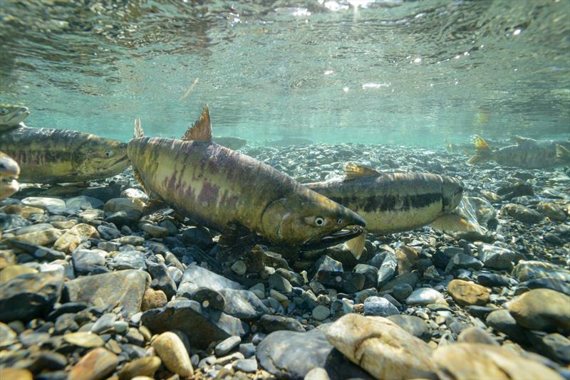 Chum salmon migrating upstream - photo © Adobe Stock