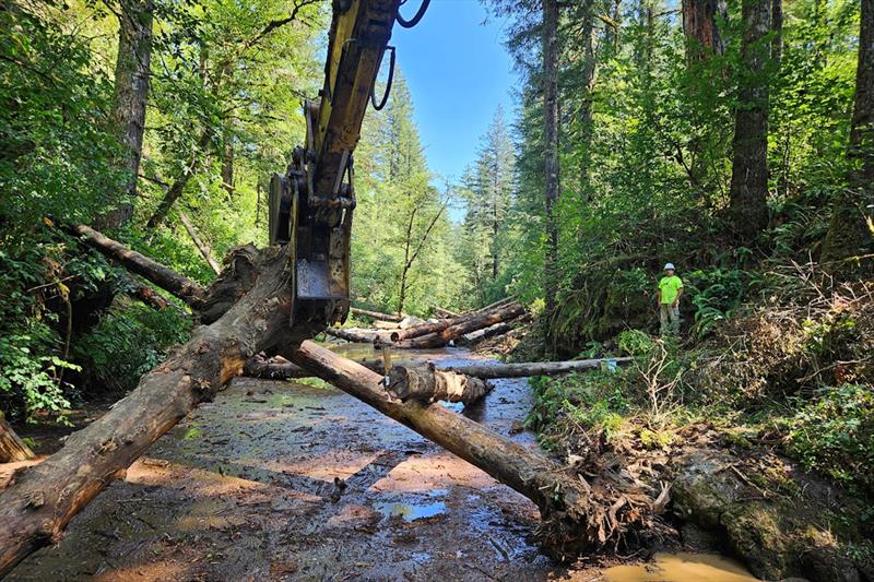 Tapani, Inc. heavy machinery operators and ground crew add structure and woody stems to the Wildboy Creek as part of the NOAA-funded Kwoneesum Dam removal project with Cowlitz Indian Tribe - photo © Cowlitz Indian Tribe