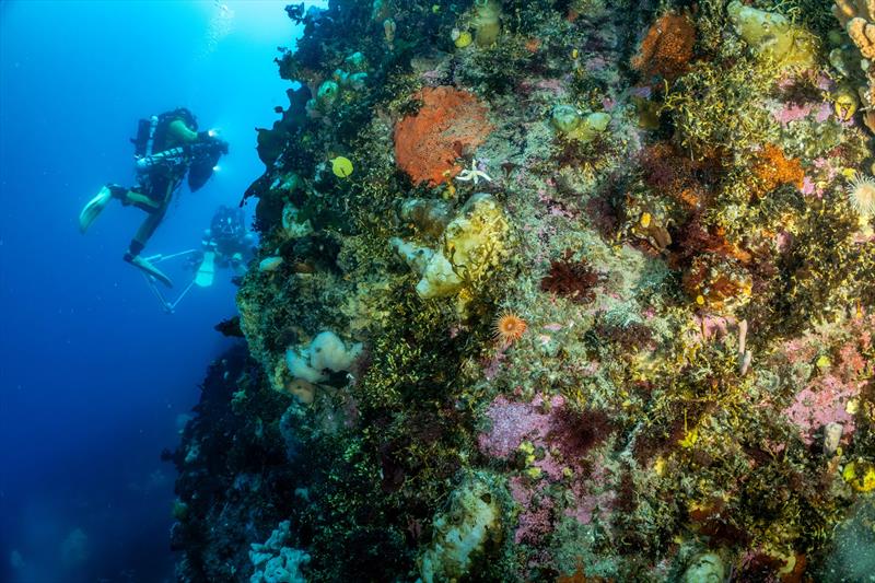 Scientific diving in Antarctica within the DEEPLIFE programme - photo © Franck Gazzola / Under The Pole