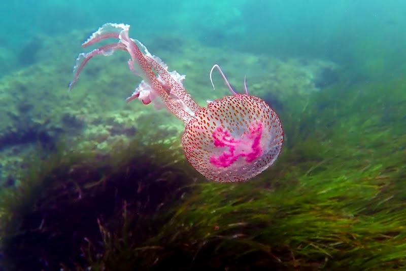 Mauve stinger purple jellyfish - photo © Freepik