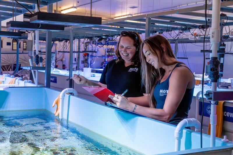 Dr. Sara Williams at Mote's International Coral Gene Bank - photo © Mote Marine Laboratory & Aquarium