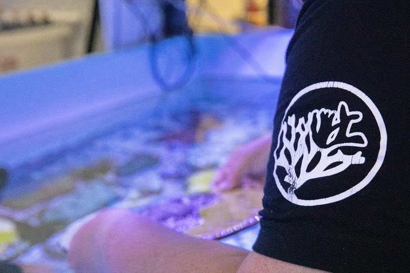 Dr. Sara Williams at Mote's International Coral Gene Bank - photo © Mote Marine Laboratory & Aquarium