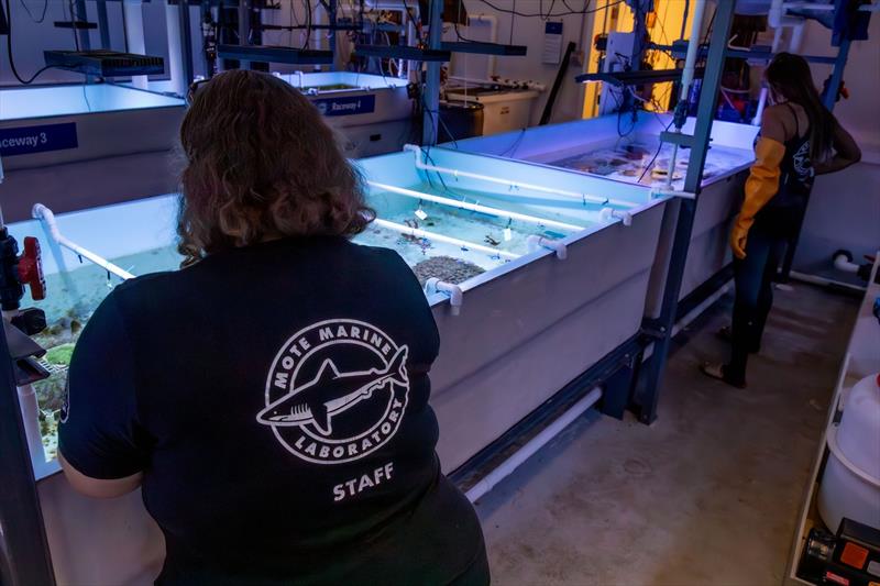 Dr. Sara Williams at Mote's International Coral Gene Bank - photo © Mote Marine Laboratory & Aquarium