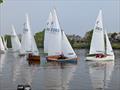 Tamesis Firefly Elizabeth Cup and Junior Cup 2025 © Jo Mason & Matt Dalton