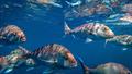 The Hauraki Gulf / Tikapa Moana Marine Protection Bill seeks to help the Hauraki Gulf fishstocks to rebuild - May 2025 © Live Ocean
