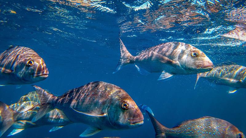 The Hauraki Gulf / Tikapa Moana Marine Protection Bill seeks to help the Hauraki Gulf fishstocks to rebuild - May 2025 photo copyright Live Ocean taken at Royal Akarana Yacht Club and featuring the Fisher class