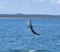 A juvenile black marlin takes flight, a lumo Pakula Sprocket does it again!
